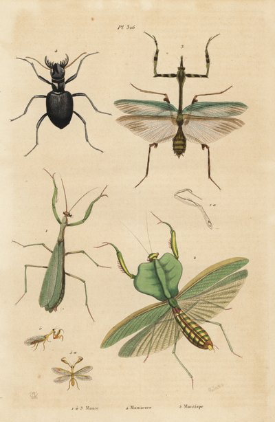 Europeisk mantis, religiøs mantis 1, blad mantis, Choeradodis rhomboidea 2, tigerbille, Manticora latipennis 3, mantidfly, Mantispa styriaca av Unbekannt