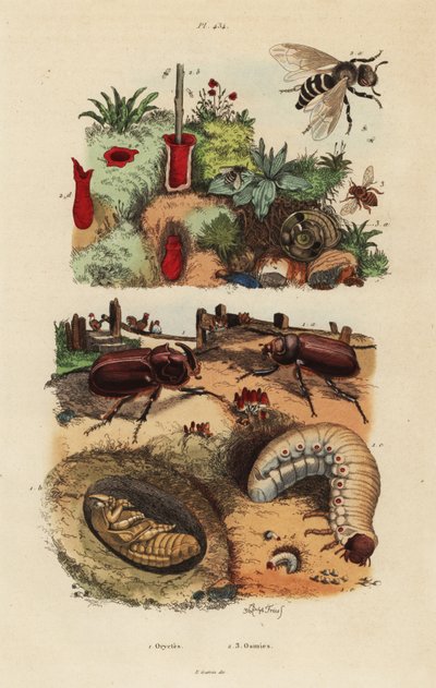 Europeisk neshornbille, Oryctes nasicornis, puppe og larve, europeisk frukthagebi, Osmia cornuta og reir av Unbekannt