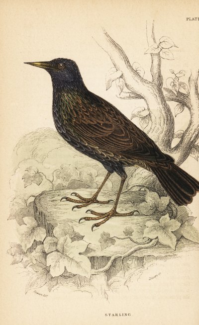 Europeisk stær, Sturnus vulgaris.1889 (gravering) av Unbekannter Künstler
