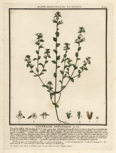 Øyetrøst, Euphrasia rostkoviana. av Unbekannter Künstler