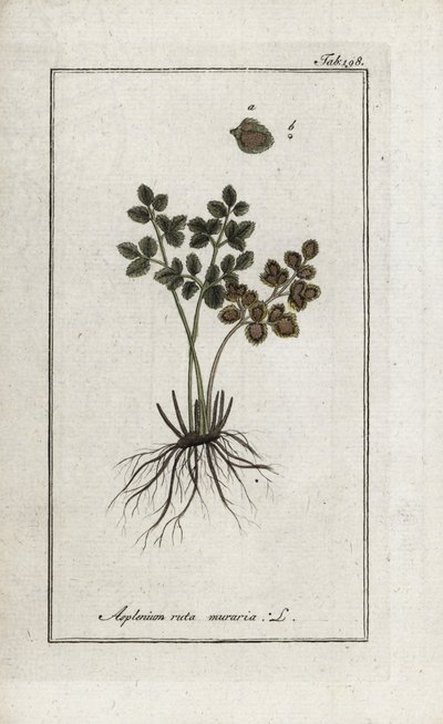 Fern doradilla av veggene eller asplenia gate av veggene (Asplenium ruta muraria). Litografi fra “Afbeelding der Artseny-Gewassen” av Johannes Zorn (1739-1799), Nederland av Unbekannter Künstler