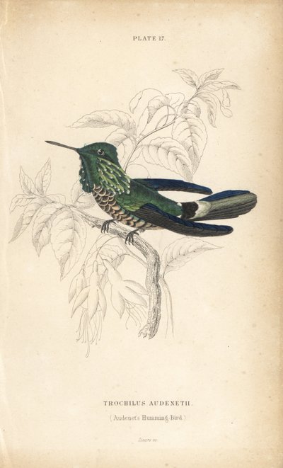 Festlig kokett, Lophornis chalybeus (Audenets kolibri, Trochilus audenetii). Håndkolorert stålgravering av William Lizars fra Sir William Jardines naturalistbibliotek: Ornitologi: Kolibrier, Edinburgh, WH Lizars av Unbekannter Künstler