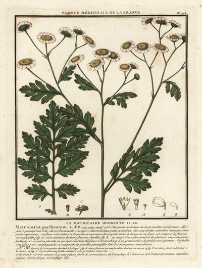 Feberfew, Tanacetum parthenium. av Unbekannter Künstler