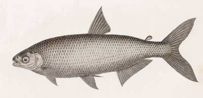 Fisk: Le Characin av Unbekannt