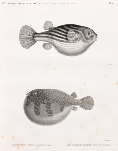 Fisk: Tetrodon av Unbekannt