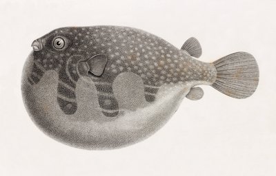 Fisk: Tetrodon, nærbilde av Unbekannt
