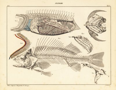 Fiskeanatomi som viser skjelett, gjeller, etc., 1841 (litografi) av Unbekannter Künstler