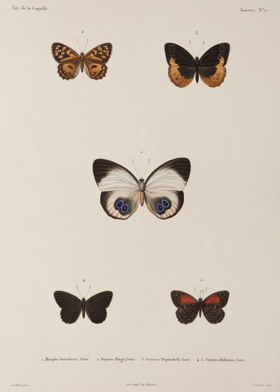 Fünf Schmetterlinge, Neuguinea von Unbekannt