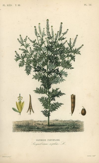 Flixweed, urte-Sophia eller refansennep, Descuraina sophia, Sisymbrium sophia, Sisybre parviflore av Unbekannt
