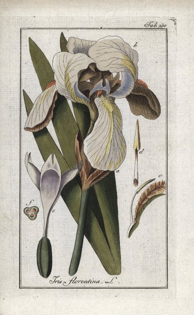 Florentinsk iris eller Firenze iris (Iris florentina). Litografi fra “Afbeelding der Artseny-Gewassen” av Johannes Zorn (1739-1799), Nederland av Unbekannter Künstler
