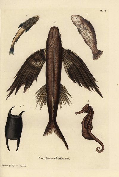 Flygefisk, Exocoetus volitans 1, sugefisk, Remora remora 2, barramundi, Lates calcarifer 3, skala 4, sjøhest, Hippocampus-art 5. Håndkolorert kobberstikk etter en illustrasjon av Christian Leinberger fra Georg Wolfgang Knorrs Deliciae  av Unbekannter Künstler