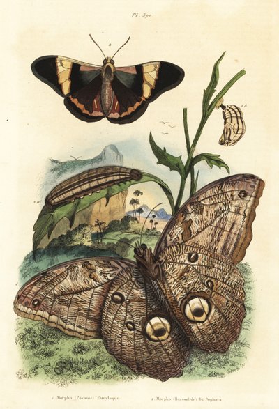 Skogkjempeuglesommerfugl, Caligo eurilochus 1 og Brassolis sophorae sommerfugl, puppe og larve 2 av Unbekannt