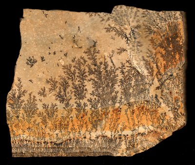Fossiltrykk, recto (trykk) av William M. Timlin