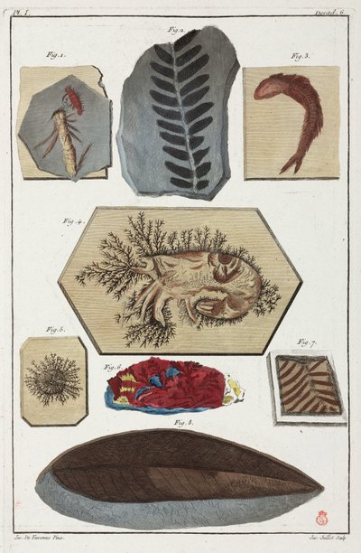 Fossiler, forhistoriske av Unbekannt