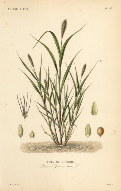 Revehalehirse eller italiensk hirse, Setaria italica, Panicum germanicum, Moha de Hongrie av Unbekannt