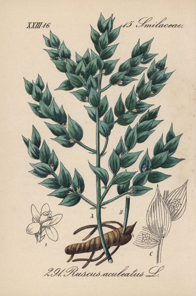 Fragon falsk kristtorn eller liten kristtorn - Slakterkost, Ruscus aculeatus. Håndkolorert litografi fra Diederich von Schlechtendals German Flora (Flora of Germany), Jena av Unbekannter Künstler