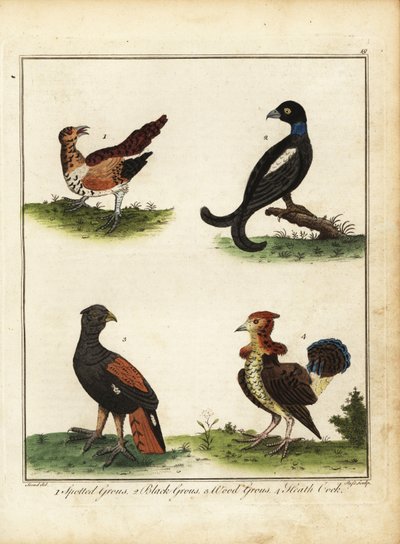Viltfugl: flekket rype, orrfugl, skogrype, lynghei 1792 (gravering) av Unbekannter Künstler
