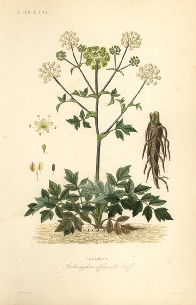 Hagekvann eller villselleri, Angelica archangelica, Archangelica officinalis, Angelique av Unbekannt