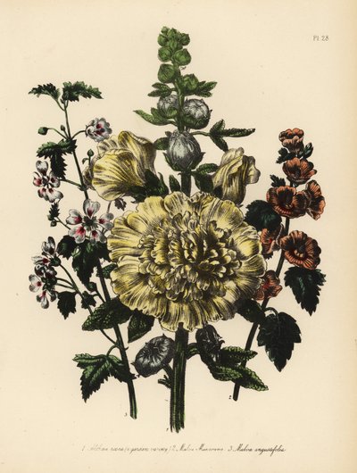 Hagemalva, Althaea rosea, Mr. Munros malva, Malva munroana og smalbladet malva, Malva angustifolia. Håndferdig kromolitografi av Henry Noel Humphreys etter en illustrasjon av Jane Loudon fra Mrs. Jane Loudons Ladies Flower Garden of Orname. av Unbekannter Künstler