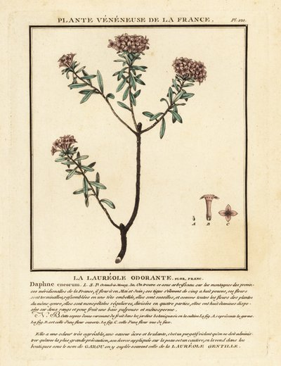 Kransblomst, Daphne cneorum. av Unbekannter Künstler