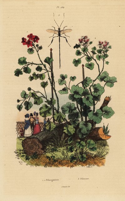 Geranium-arter, Pelargonium daveyanum 1 og Pelargonium macranthon 2 av Unbekannt