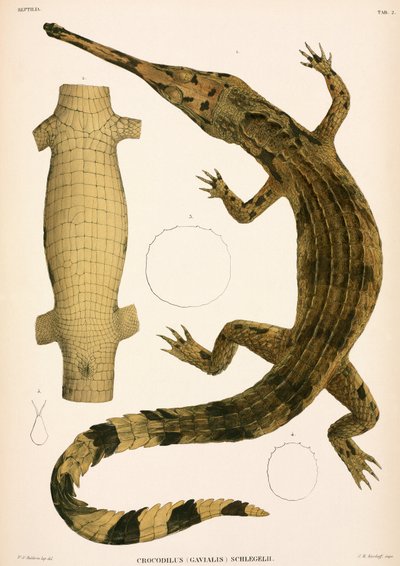 Gharial, Indonesia av Unbekannter Künstler