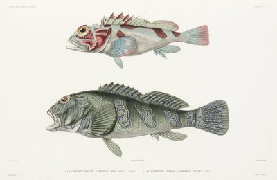 Kjempehaukfisk og skorpionfisk av Unbekannter Künstler