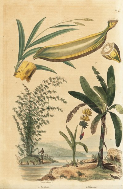 Gigantisk tornet bambusplante, Bambusa bambos (Bambos arundinacea) og banantre med frukt og tverrsnitt, Musa paradisiaca av Unbekannt