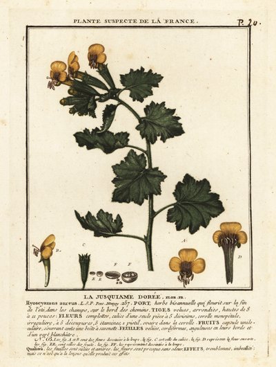 Gylden hønebane, Hyoscymus aureus. av Unbekannter Künstler