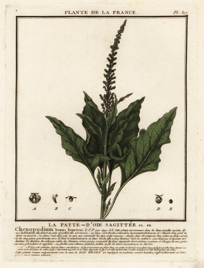God-konge-Henry, Chenopodium bonus-henricus. av Unbekannter Künstler