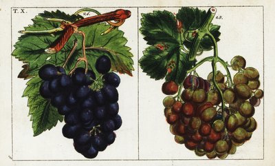 Druesorter, Vitis vinifera. av Unbekannter Künstler