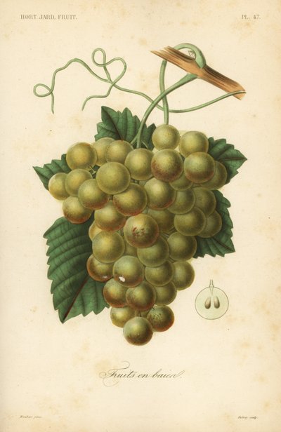 Druer, Vitis vinifera av Unbekannt