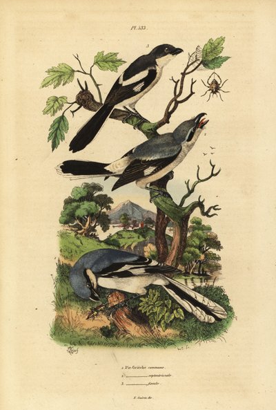 Gråskrike, Lanius excubitor, grårygget fiskal, Lanius excubitoroides, og fiskal tomper, Lanius collaris Pie Grieche kommune, nordlige fiskal av Unbekannt