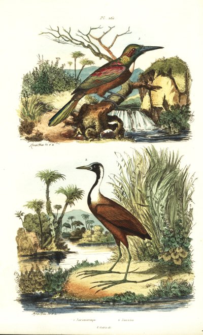 Flott jacamar, Jacamerops aureus, og nordlig jacana, Jacana spinosa av Unbekannt