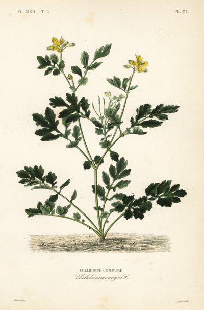 Svalortørke, Chelidonium majus, Chelidoine av Unbekannt