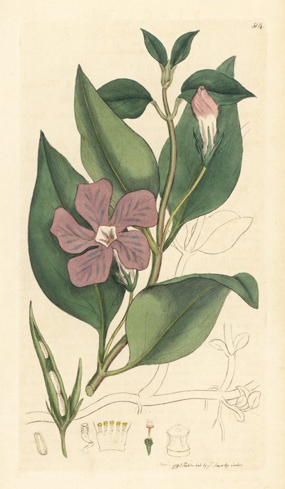 Stor strandsnegl, Vinca major (stor strandsnegl). Håndkolorert kobberstikk etter en tegning av James Sowerby for James Smiths English Botany. av Unbekannter Künstler