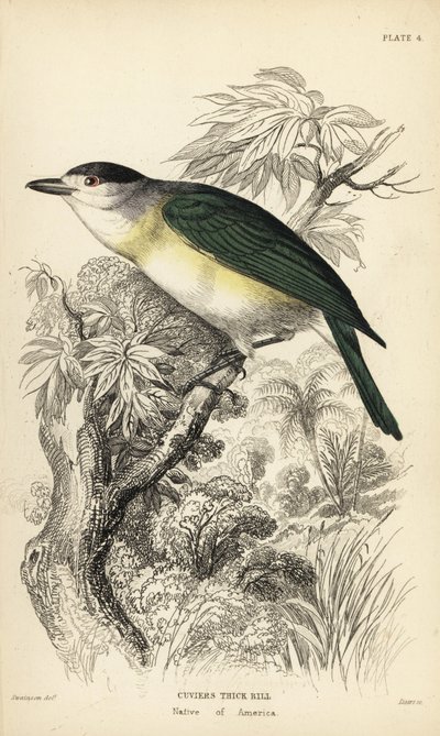 Grønnrygget becard, Pachyramphus viridis (Cuviers nebb, Pachyrhynchus cuvierii). Håndkolorert stålgravering av William Lizars etter en illustrasjon av William Swainson fra Sir William Jardines naturalistbibliotek: Ornitologi: Fluesnappere, Edin av Unbekannter Künstler