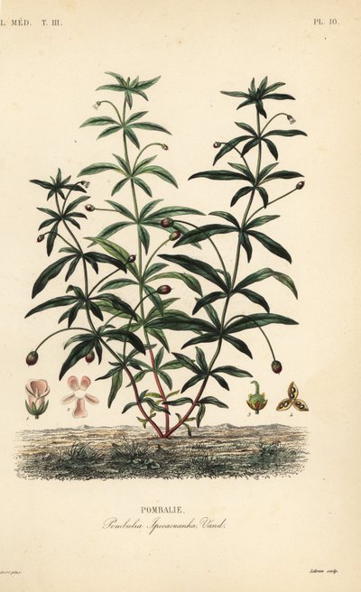 Grønnfiolett eller pukkelblomst, Hybanthus calceolaria, Pombalia ipecacuanha, Pombali av Unbekannt