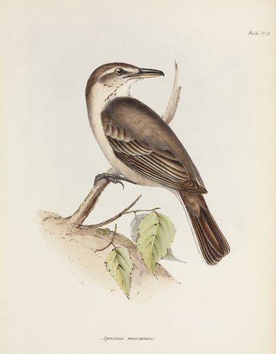 Gråbuket skurk-tyrann, c 1832-1836 av Unbekannt