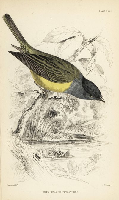 Gråhodet kanarifuglfluesnapper, Culicicapa ceylonensis (Gråhodet fluesnapper, Cryptolopha poiocephala). Håndkolorert stålgravering av William Lizars etter en illustrasjon av William Swainson fra Sir William Jardines naturalistbibliotek: Ornitologi:  av Unbekannter Künstler