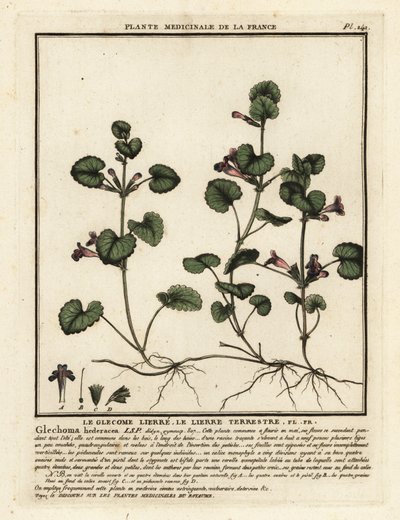Jordeføy, Glechoma hederacea. av Unbekannter Künstler