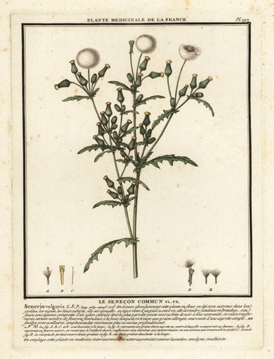 Groundsel, Senecio vulgaris. av Unbekannter Künstler