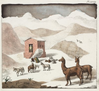 Guanacos, hulenes dal, Andesfjellene, Chile av Unbekannter Künstler