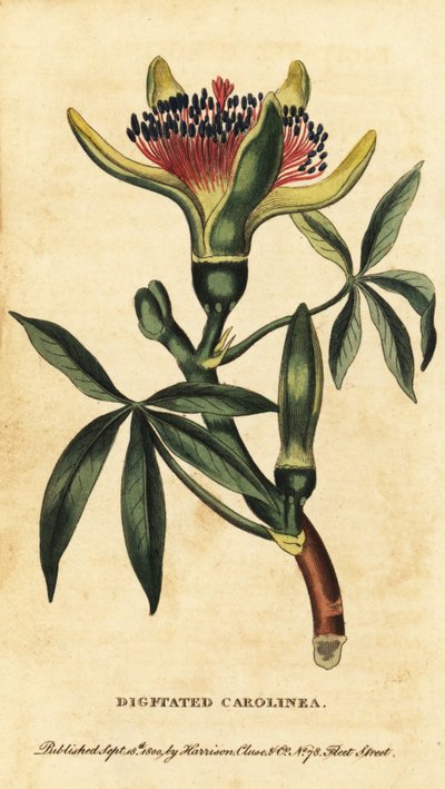 Guiana-kastanje, Pachira aquatica. ,1800 (gravering) av Unbekannter Künstler