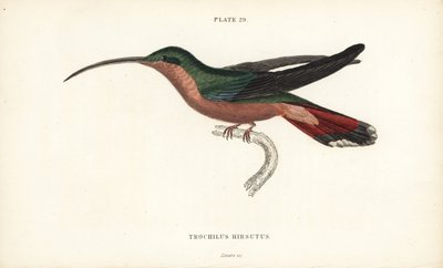 Hårbeint kolibri, Glaucis hirsutus (Rufos-breasted eremitt, Trochilus hirsutus). Håndkolorert stålgravering av William Lizars fra Sir William Jardines naturalistbibliotek: Ornitologi: Kolibrier bind 2, Edinburgh, WH Lizars av Unbekannter Künstler