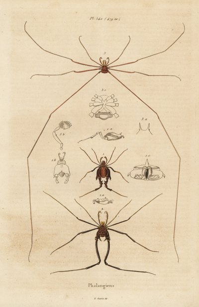 Høstmenn, hogstmaskiner eller langbein far, Opiliones-arter av Unbekannt