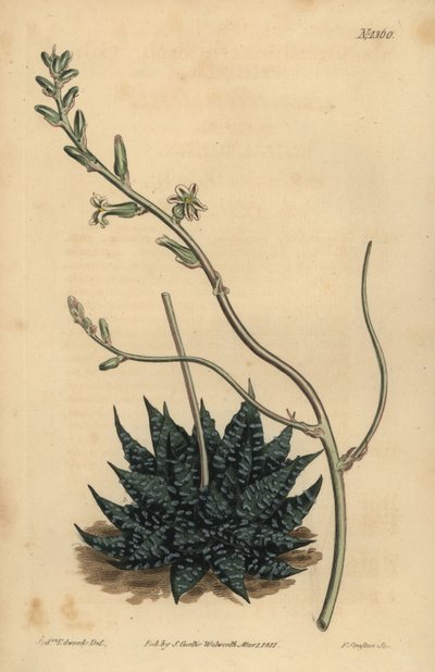 Haworthia minor eller Tulista minima (minste perlealoe, Aloe margaritifera minima) av Unbekannt