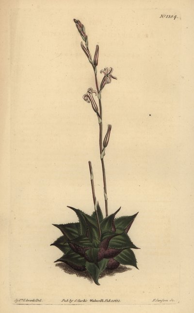 Haworthia mirabilis (Rough-leaved pute aloe, Aloe mirabilis) av Unbekannt
