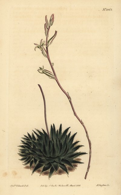 Haworthia pumila eller Tulista pumila (mørkbladet edderkoppaloe, Aloe arachnoides pumila) av Unbekannt