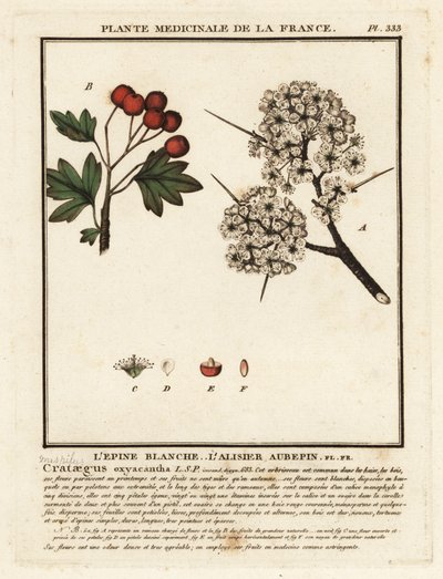 Hagtorn, Crataegus rhipidophylla av Unbekannter Künstler